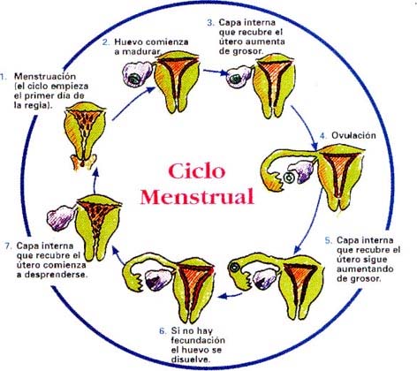 ciclo_menstrual